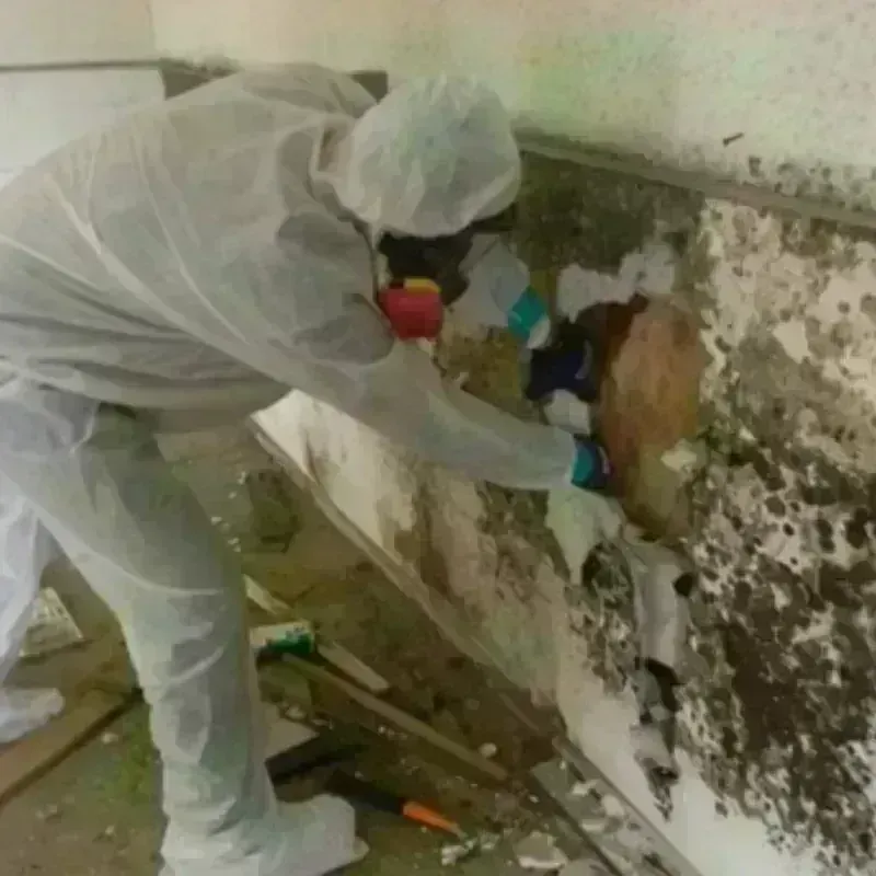 Mold Remediation and Removal in McComb, OH